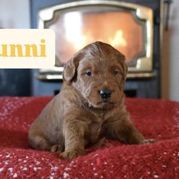 Sunni - Red  male Goldendoodle puppy in Dallas, Oregon from Angel Mortenson