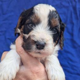 Fallon-F1 mini - Black and white female Cavapoo puppy in Placerville, California from Quartz Mountain Doodles
