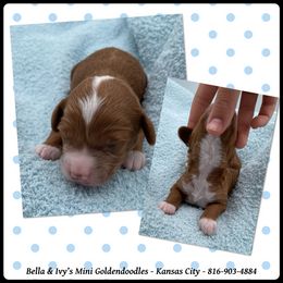 Blaze - Red  male Goldendoodle puppy in Kansas City, Kansas from Bella & Ivy’s Mini Goldendoodles of KC