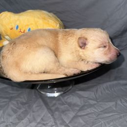 Gouda - White female German Shepherd puppy in Magnolia, Texas from K & Q Shepherds
