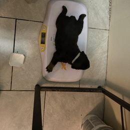 Rottweiler Puppies from Von Locher Rotties