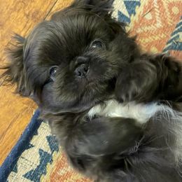 Pekingese from Pekeshow Pekes