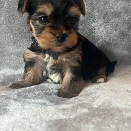 Farrah - Black and tan female Yorkshire Terrier puppy in Jacksonville, Florida from The Yorkie Shack