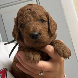Blue Collar - Red  male Goldendoodle puppy in Winchester, Tennessee from Mahaffey’s Doodles