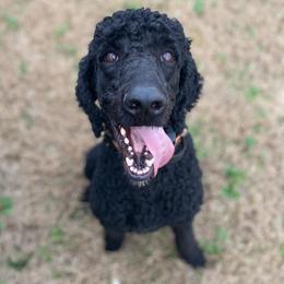Loki - Poodle