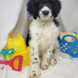 Labradoodle Puppies from Tyson's Farm Doodles