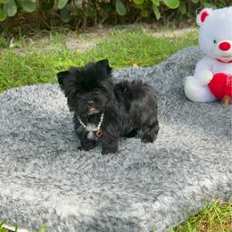 Tiny Oreo - Black and tan male Yorkshire Terrier puppy in Bonita Springs, Florida from 🤎 Dreaming Puppies 🐶