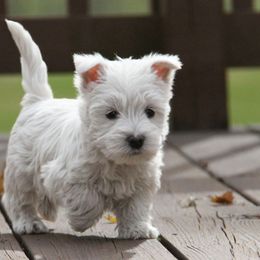 West Highland White Terrier Puppies from The West Acres