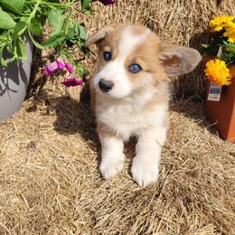 Solara - Red female Pembroke Welsh Corgi puppy in Gulf Breeze, Florida from Cajun Creek's