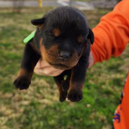 Male 3 Vom Jager Haus - Black and mahogany male Rottweiler puppy in Reynoldsburg, Ohio from Vom Jager Haus Rottweilers