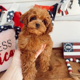 McFly - Red male Cavapoo puppy in Mesa, Arizona from Pedersendoodles