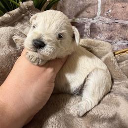 Marley - Wheaten female Miniature Schnauzer puppy in Lufkin, Texas from C&K’s Schnauzer House