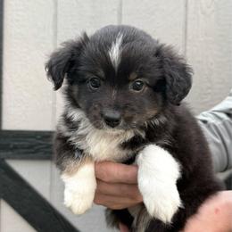 Mrs Peacock - Black tri female Toy Australian Shepherd puppy in Lowgap, North Carolina from Ramblin’ Rose Mini's