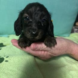 Yellow girl - Black female Dachshund puppy in Live Oak, Florida from The Weenie Herd Mom