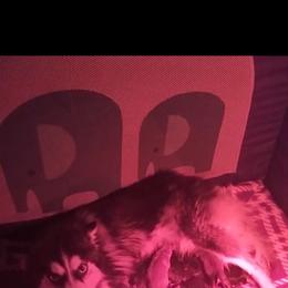 Cherry - Red and white female Pomsky puppy in Spring Hill, Florida from PDQ Pomskies