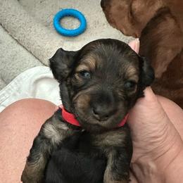 Wednesday - Red female Dachshund puppy in Pinellas Park, Florida from Chait Miniature Dachshunds