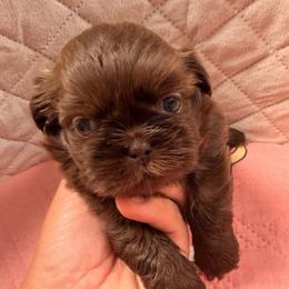 Kallum - Chocolate male Shih Tzu puppy in Orange, California from Shih Tzu Hauz