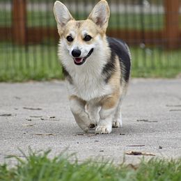 Cutie Pie - Pembroke Welsh Corgi