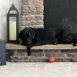 Elmo (Bruno) - Black male Labrador Retriever puppy in Greensburg, Kentucky from Paws Farm Retrievers