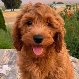Goldendoodles from Sunset Grove