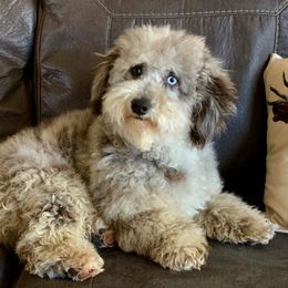Camo - Bernedoodle