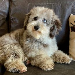 Camo - Bernedoodle