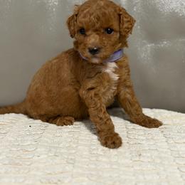 Girl 5 - Silver female Goldendoodle puppy in Sacramento, California from Golden Heart Doodles