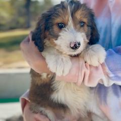 Waffle - Seal male Bordoodle puppy in Eastman, Georgia from Dood B Ranch
