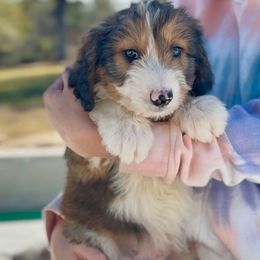 Waffle - Seal male Bordoodle puppy in Eastman, Georgia from Dood B Ranch