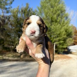 Clover Sable Multigen - Sable female Bernedoodle puppy in Wamego, Kansas from Doodles of Oz