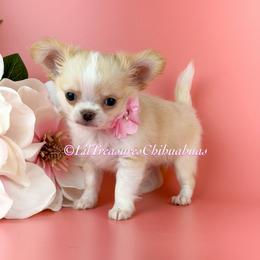 Poison Ivy - Cream and white female Chihuahua puppy in Anderson, South Carolina from Lil Treasures Chihuahuas