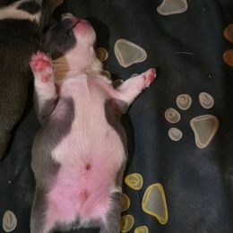 Boy 1 - Blue male French Bulldog puppy in Cabool, Missouri from Shannon French Bulldogs