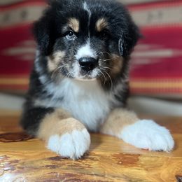 Australian Shepherd Puppies from High West Aussies