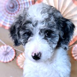 Purple girl "Aurora" Borealis - Aussiedoodle puppy in Bend, Oregon from Bella Ridge Farms & Dapper Doodles