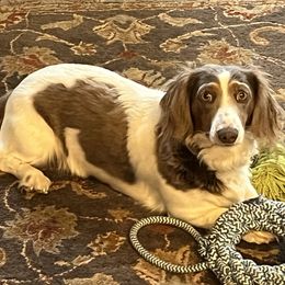 Mattie - Dachshund