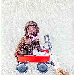 Jett - Brown male Bernedoodle puppy in Lake City, Florida from 224 Doodles and Poodles