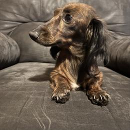 Lady Bug - Dachshund