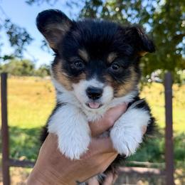 Reba - Black and tan female American Corgi puppy in Red Bluff, California from Circle T Livestock & K9 Co.