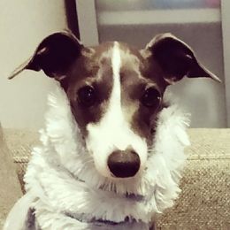 Kiwi - Italian Greyhound