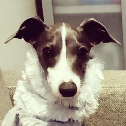 Kiwi - Italian Greyhound