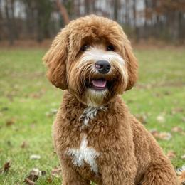 Lulu - Australian Labradoodle