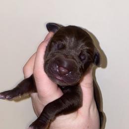 Boy 4 - Chocolate male Great Dane puppy in Spartanburg, South Carolina from Pawlmetto Danes