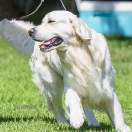 Urban - Golden Retriever