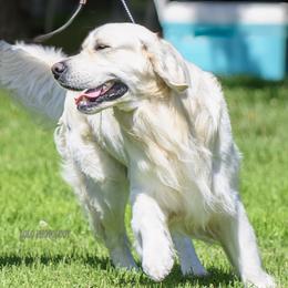 Urban - Golden Retriever