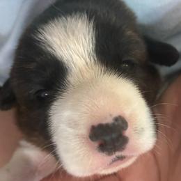Sparkler - Brindle and white female Cardigan Welsh Corgi puppy in Mishawaka, Indiana from Squires Corgi Cottage