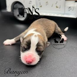 Banyan Full Fluffy With A Tail - Sable male Pembroke Welsh Corgi puppy in Casper, Wyoming from Flying Note Shorties