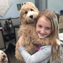 Goldendoodle and Bearded Retriever Puppies from Emma Lee Doodles