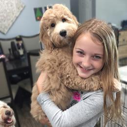 Goldendoodle and Bearded Retriever Puppies from Emma Lee Doodles