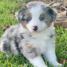 Buzz - Blue merle male Miniature American Shepherd puppy in Covington County, Alabama from Sweetbay Aussies/ Miniature American Shepherds