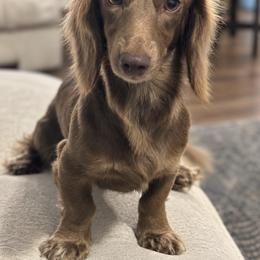 Dachshund Puppies from B+B Miniature Dachshunds